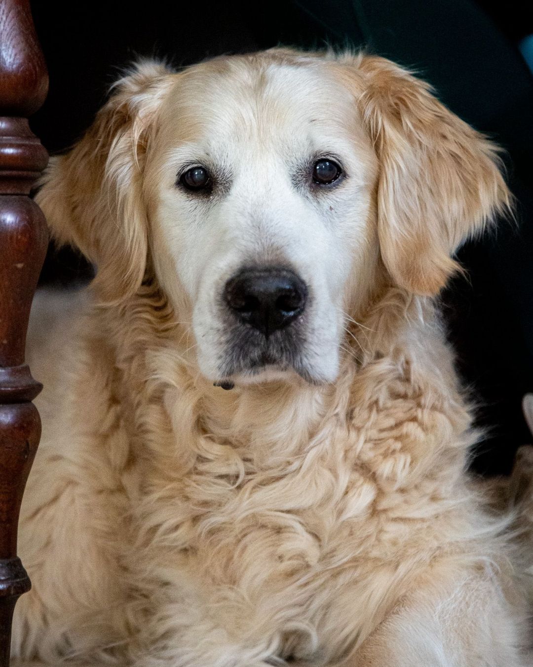 l'ostéopathie canine avec Clar'ostéo