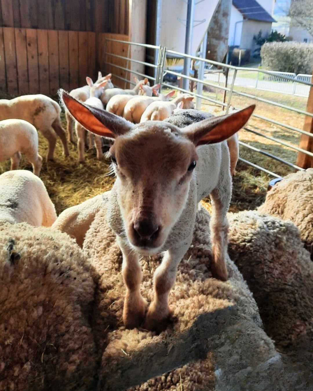 Ostéopathie pour caprins