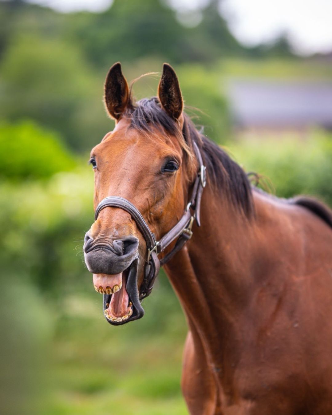 ostéopathie pour équidés