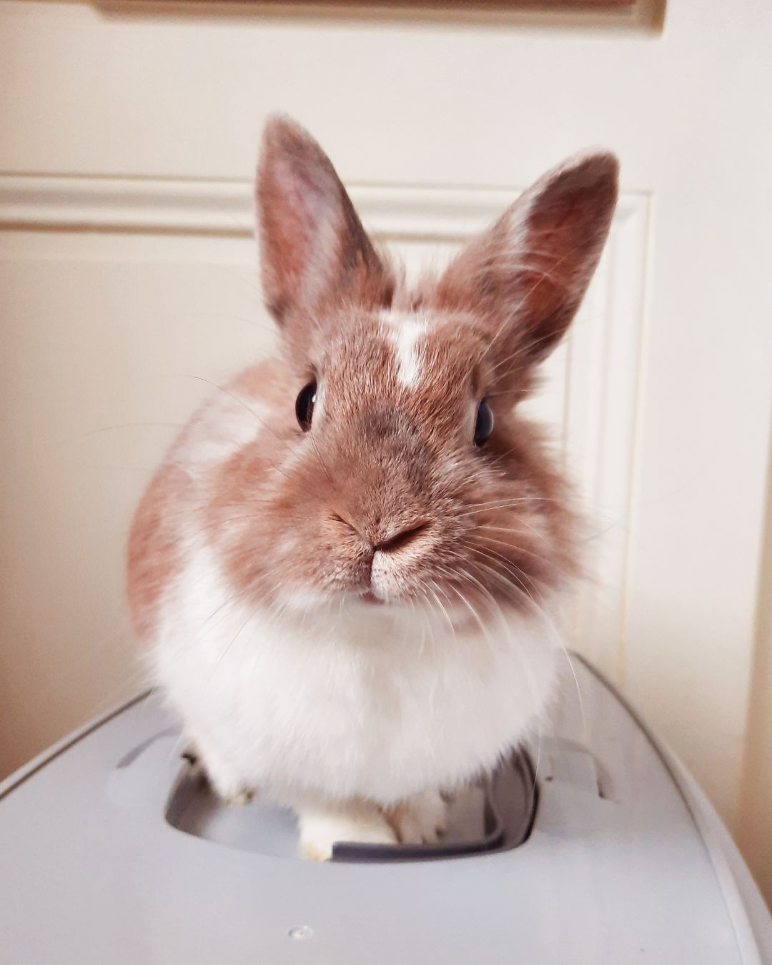 l'ostéopathie pour NAC avec Clara Talussot