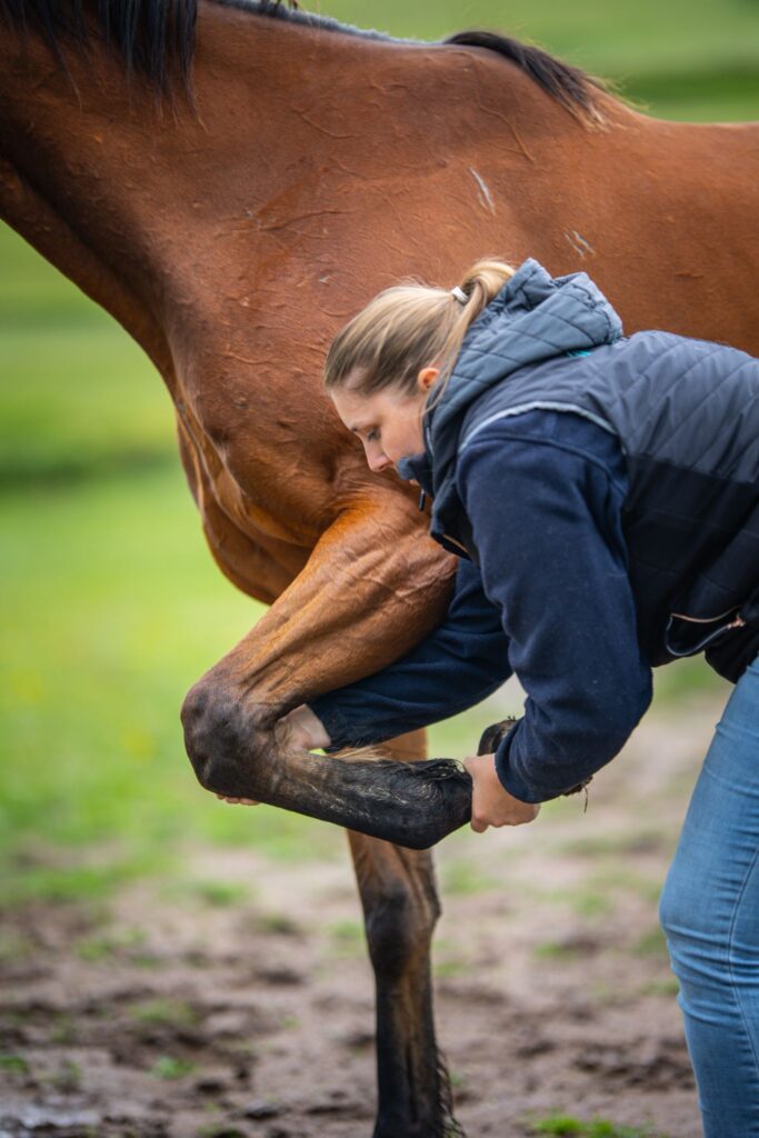 Clara Talussot, ostéopathe pour animaux, manipule un cheval.