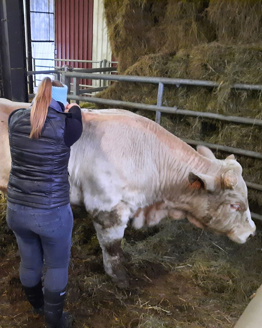 Les séances d'ostéopathie pour vaches avec Clar'ostéo.