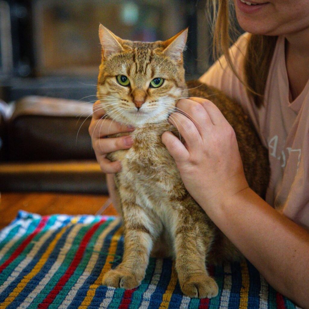 Le chat, concerné par l'ostéopathie animale, lors d'une séance avec Clar'Ostéo.