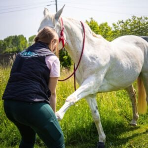 L'ostéopathie animale peut concerner les chevaux.