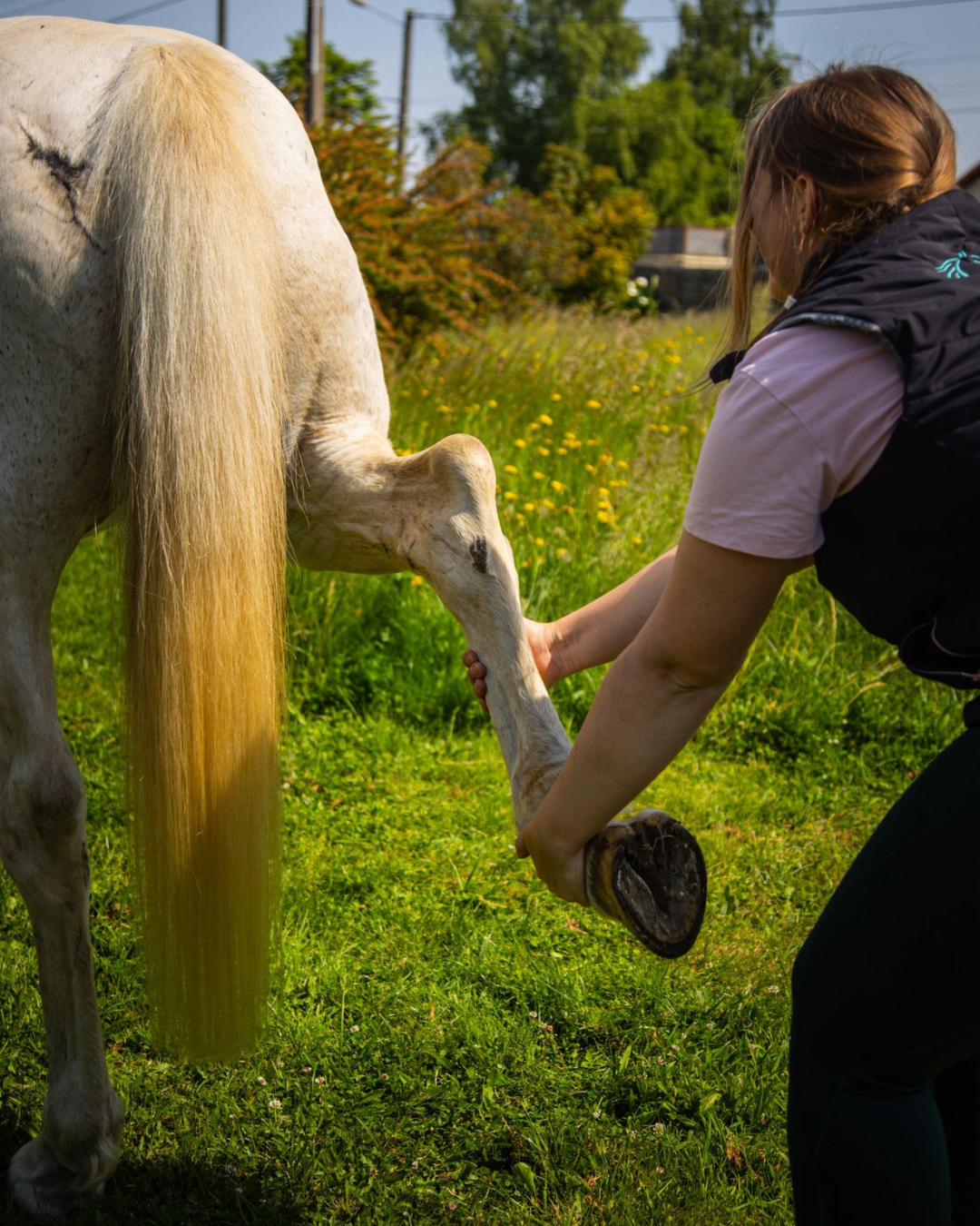 Les séances d'ostéopathie pour chevaux.