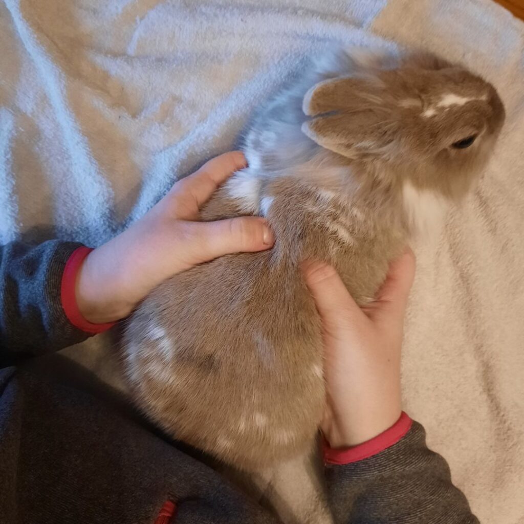 Une séance d'ostéopathie pour lapin.