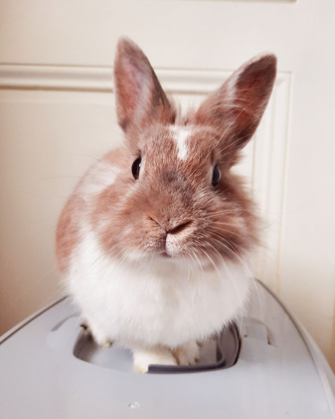 Les séances d'ostéopathie s'adressent aussi aux lapins.