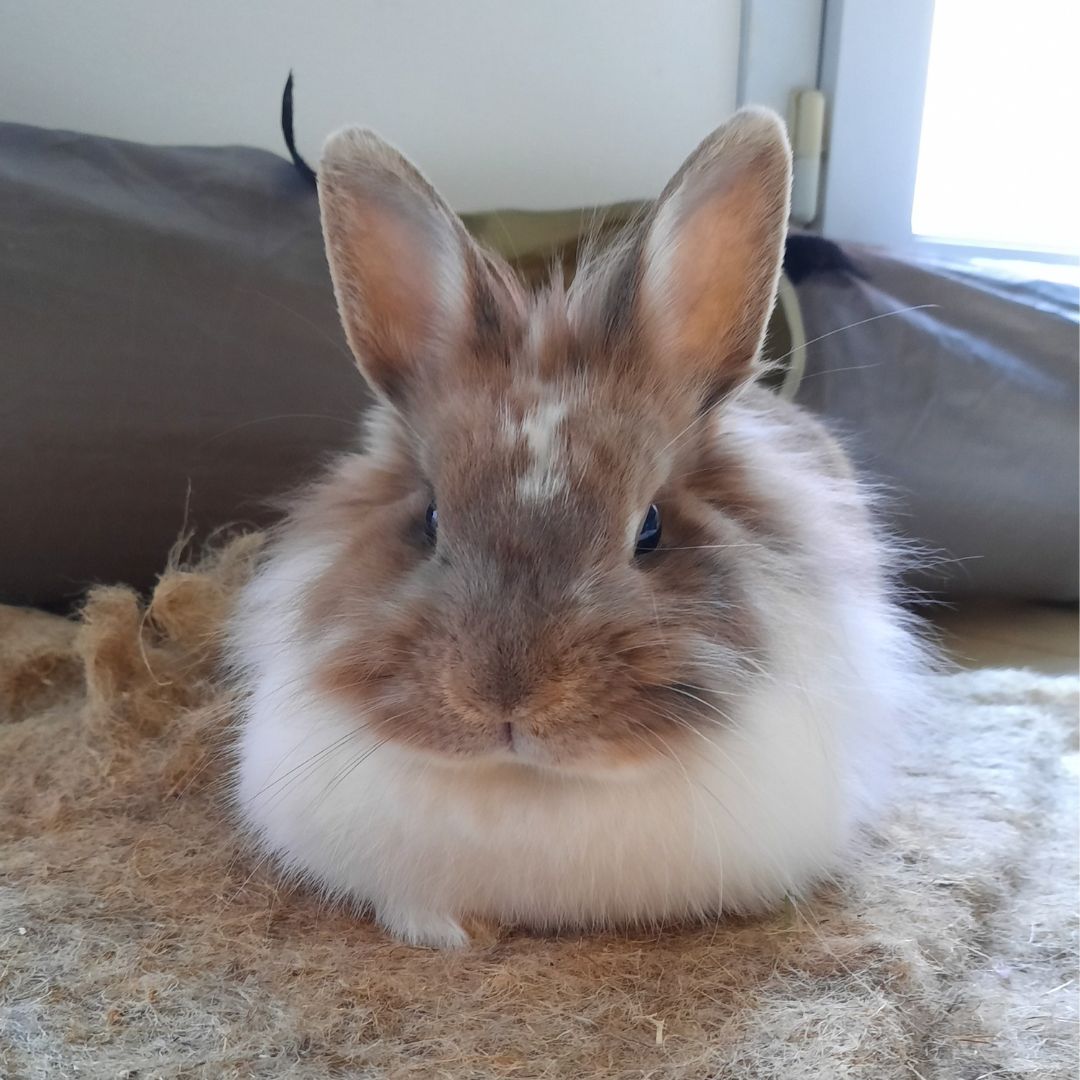 Mazzie, la lapine de Clara Talussot