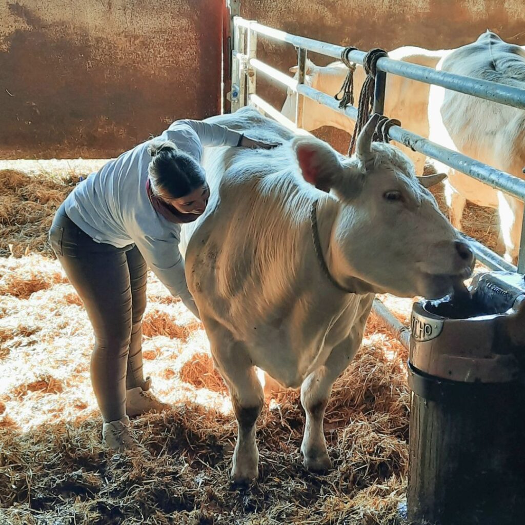 Une séance d'ostéopathie pour vache.