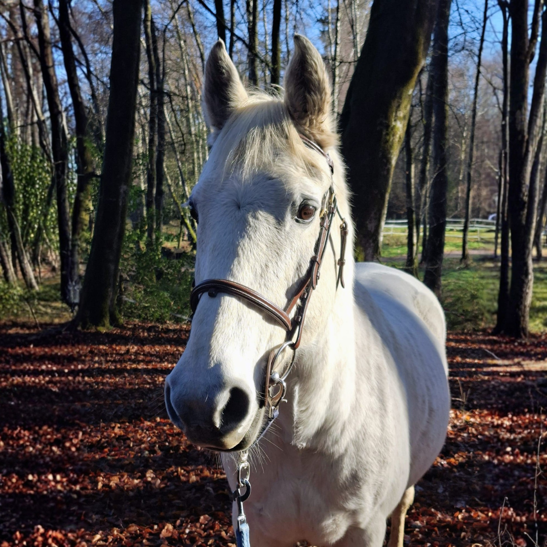 Nupsia, jument grise de Clara Talussot.